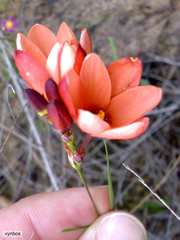 Ixia tenuifolia
