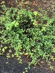 Cotoneaster hjelmqvistii