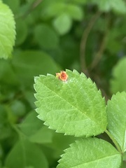 Phragmidium rosae-multiflorae