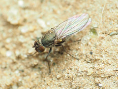 Hydrelliinae
