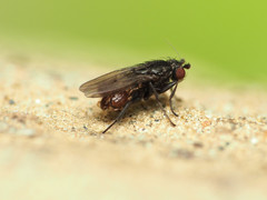 Leptocera
