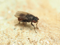 Leptocera