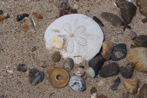 Scaphechinus mirabilis