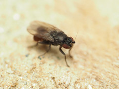Leptocera