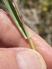 Aegilops cylindrica