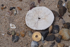 Scaphechinus mirabilis