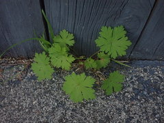 Geranium procurrens