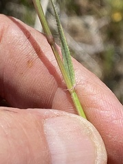 Aegilops cylindrica