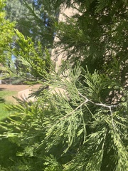 Calocedrus
