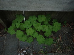 Geranium procurrens