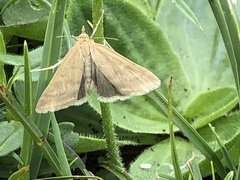Udea nebulalis