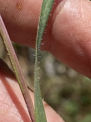 Aegilops cylindrica