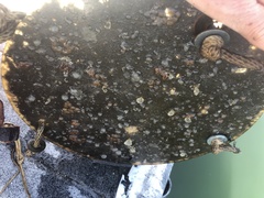 Botrylloides diegensis