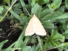 Udea nebulalis