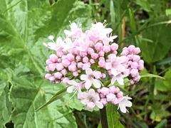 Valeriana montana