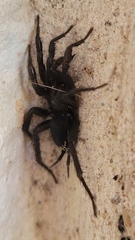 Euagrus chisoseus
