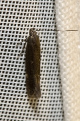 Aproaerema anthyllidella