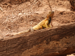 Ctenosaura pectinata