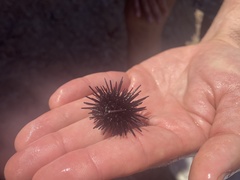 Echinometra vanbrunti