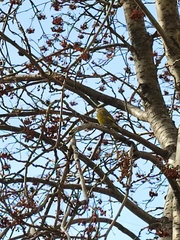 Chloris chloris