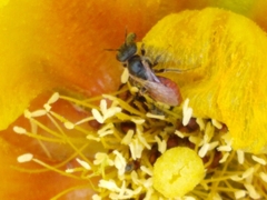 Macrotera