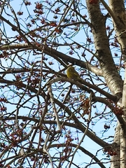 Chloris chloris
