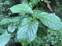Lonicera alpigena