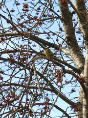 Chloris chloris