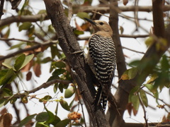 Melanerpes uropygialis
