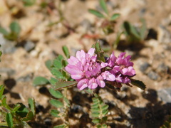 Trifolium tomentosum