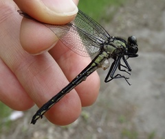 Hylogomphus adelphus