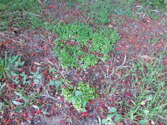Dichondra occidentalis