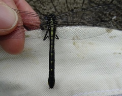 Hylogomphus adelphus