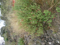 Salvia microphylla microphylla