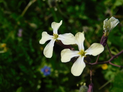 Raphanus raphanistrum