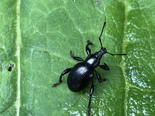 Otiorhynchus morio