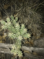 Opuntia pubescens