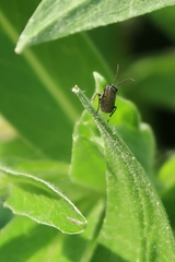 Empria