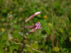 Silene colorata