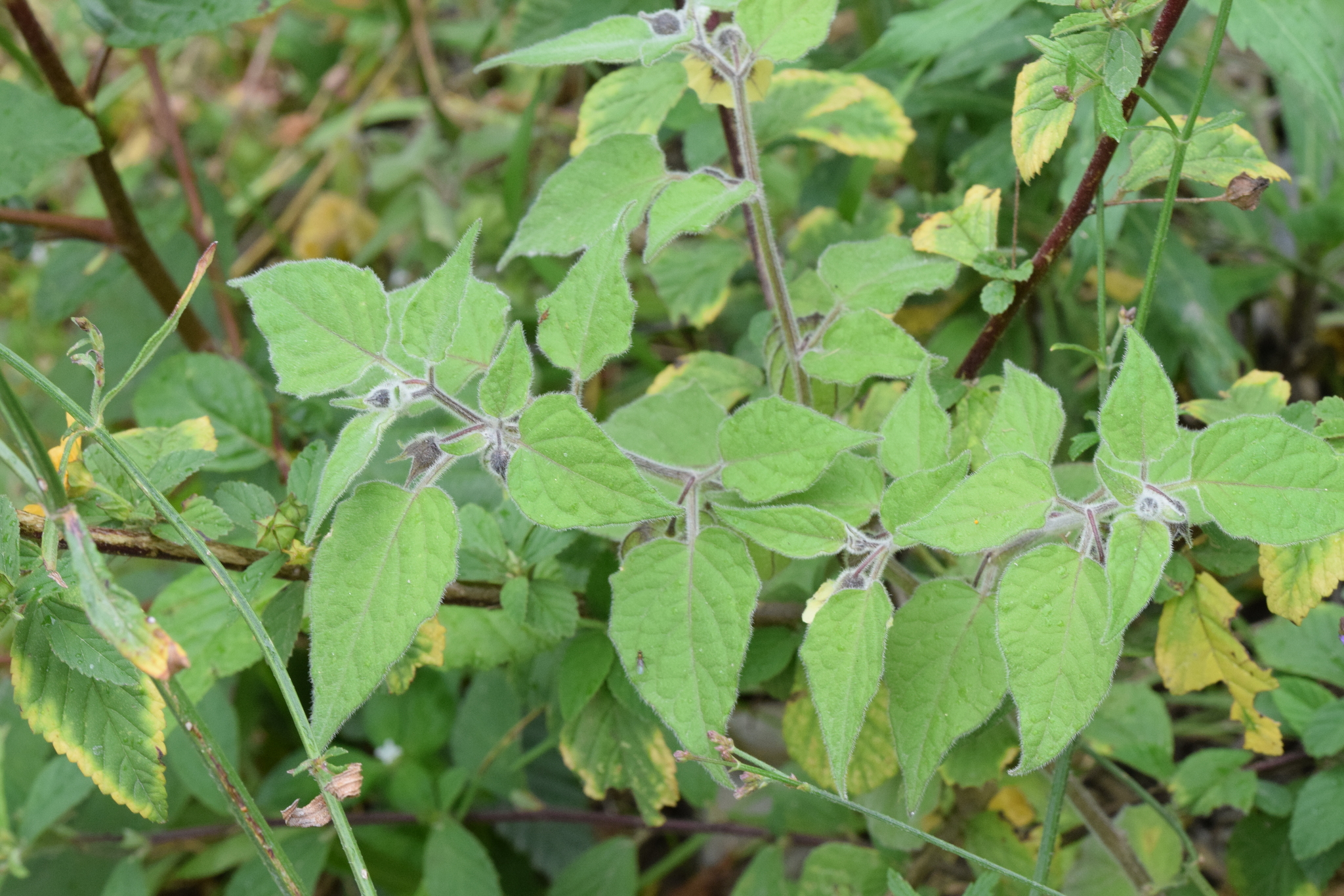 Physalis image