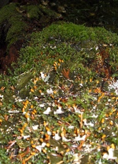 Peltigera neopolydactyla