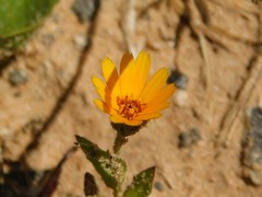 Calendula arvensis