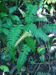 Blechnum occidentale