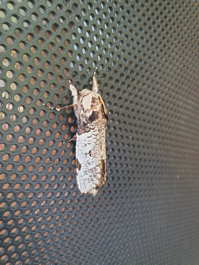 Trismelasmos tectorius