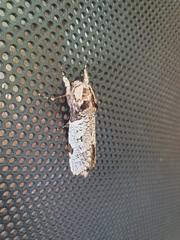 Trismelasmos tectorius