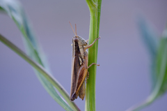 Dichroplus elongatus
