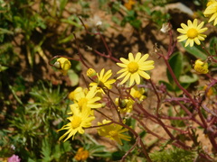 Senecio vernalis