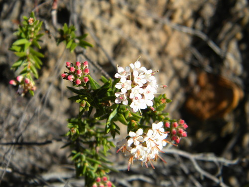 Image of Macrostylis villosa by no rights reserved