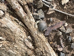 Nerita scabricosta