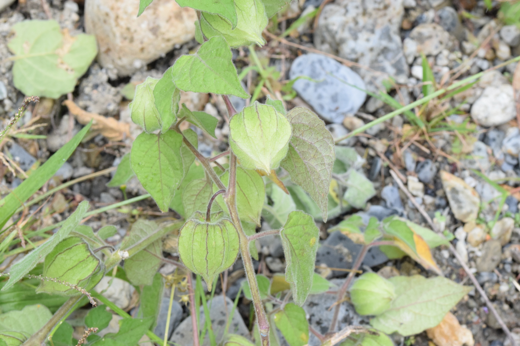 Physalis peruviana image